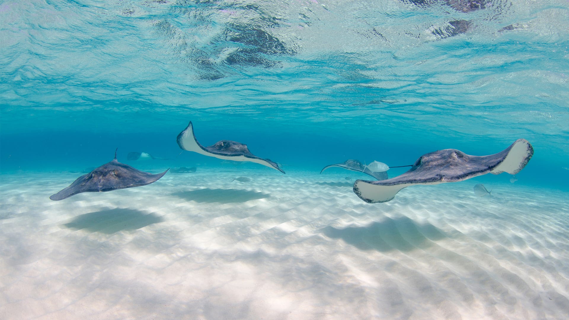 Reef Snorkel & Stingray Sandbar 